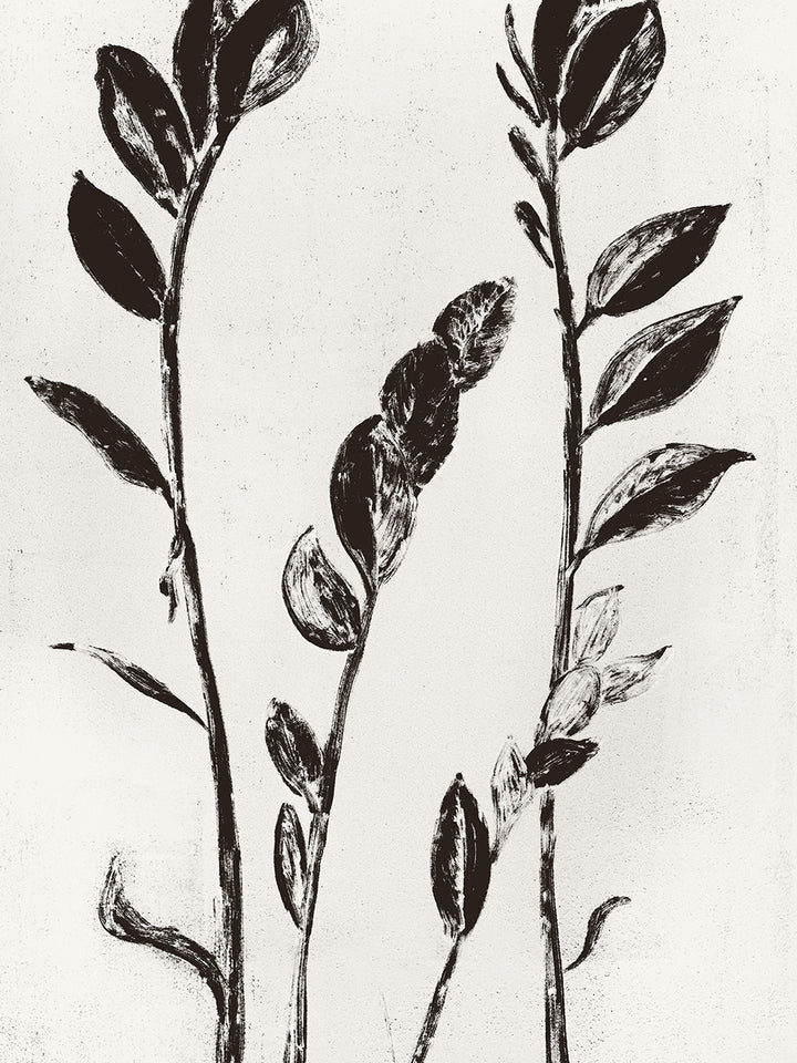 Ruscus