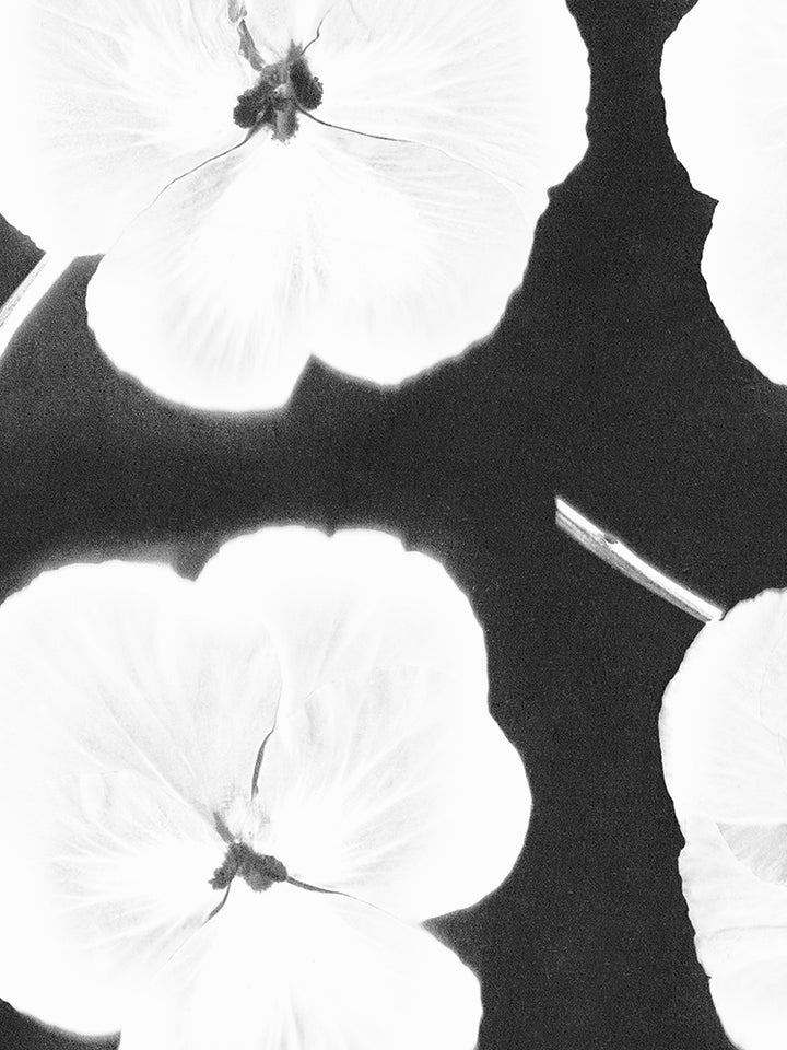 Cyanotype Flower